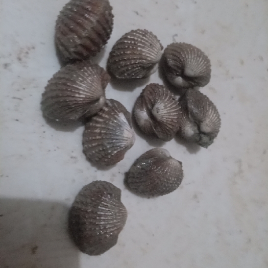 湛江血螺