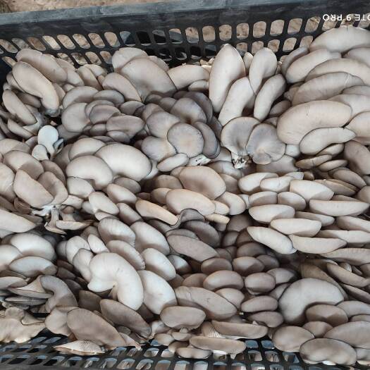 枣庄精品平菇 蘑菇 食用菌 鲜平菇 鲜蘑菇