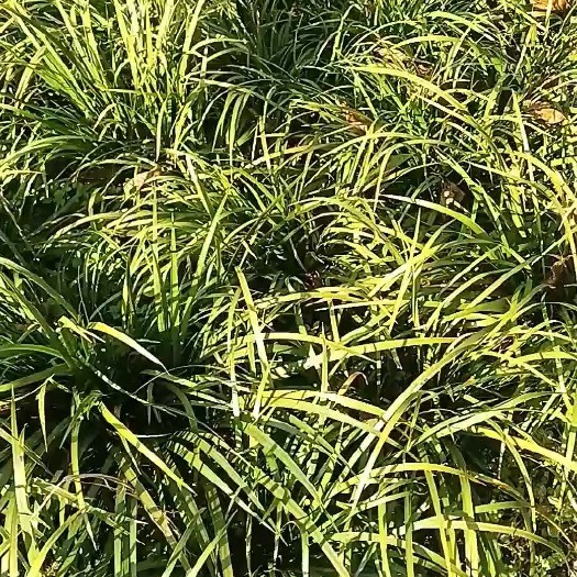 勉县石菖蒲，深山天然孕育，根粗叶鲜，药效出众，量大从优！