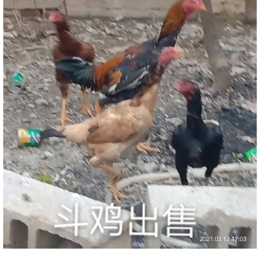 嘉祥县斗鸡