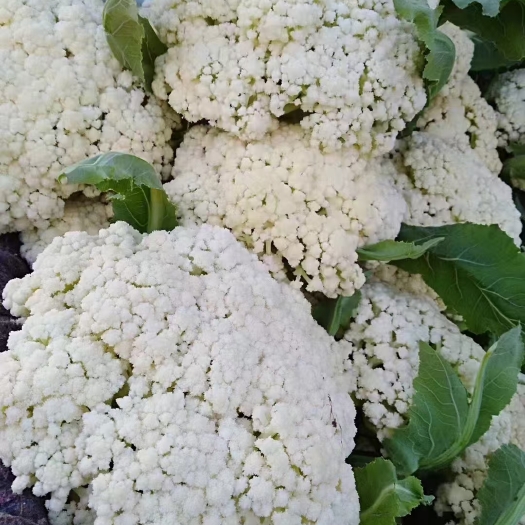郯城县无公害蔬菜基地，菜花，卷心菜，莴苣等蔬菜v