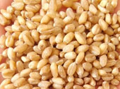 麦仁