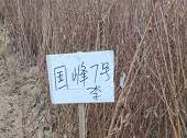 国峰7号李子苗