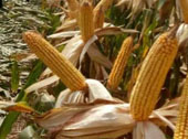 登海3206玉米种子
