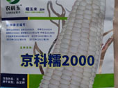 京科糯2000玉米种子