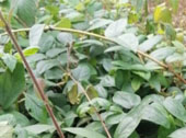 渝蕾1号金银花苗