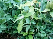 老鹰茶苗