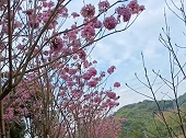 紫花风铃木