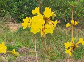 黄花风铃木