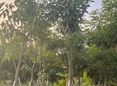 洋红风铃木