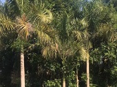 大王椰子树