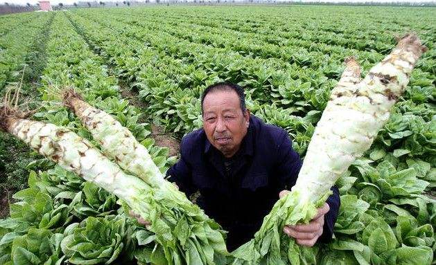 3个优良莴笋品种间的差异-图片版权归惠农网所有