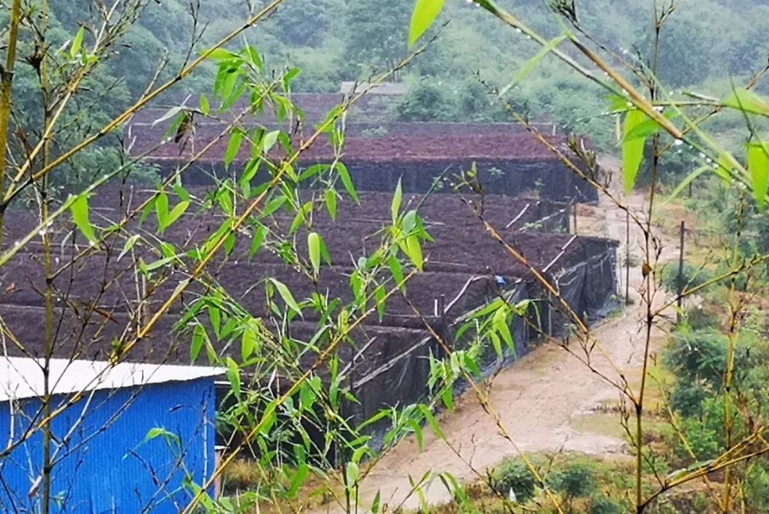 茶樹菇大棚的搭建全過程！茶樹菇種植戶必看-圖片版權(quán)歸惠農(nóng)網(wǎng)所有