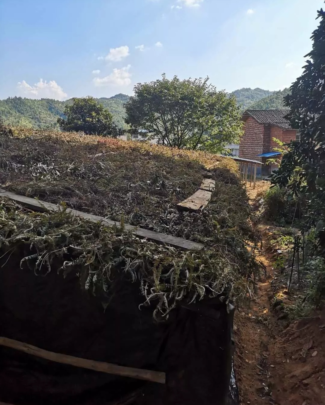 茶樹菇大棚的搭建全過程！茶樹菇種植戶必看-圖片版權(quán)歸惠農(nóng)網(wǎng)所有