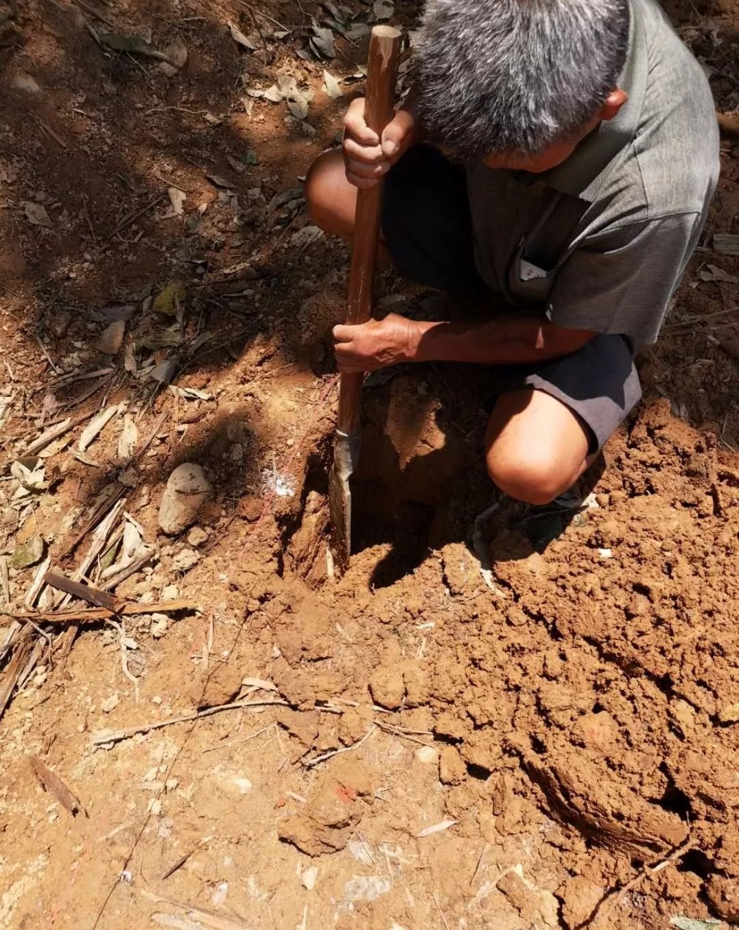 茶樹菇大棚的搭建全過程！茶樹菇種植戶必看-圖片版權(quán)歸惠農(nóng)網(wǎng)所有