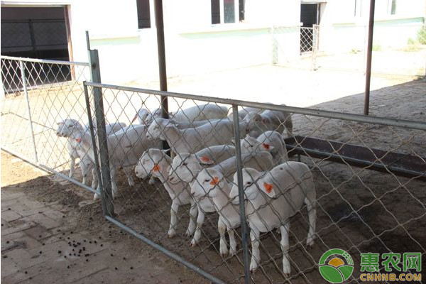 养殖20只羊的成本与利润分析
