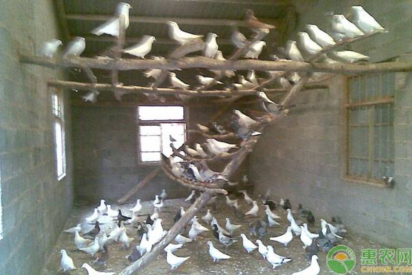 养殖鸽子的前景及方法