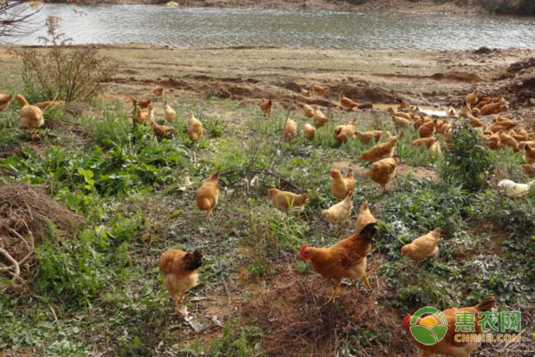 农村养鸡养鸭有前景吗？养殖哪些品种可以挣钱？