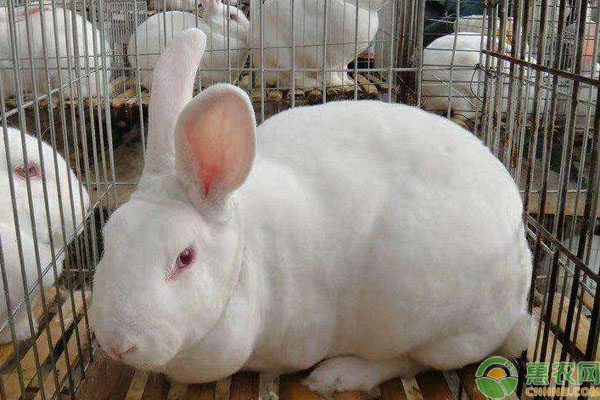 加利福尼亚兔又叫做"加州兔"或"八点黑兔,属于中型肉兔品种.