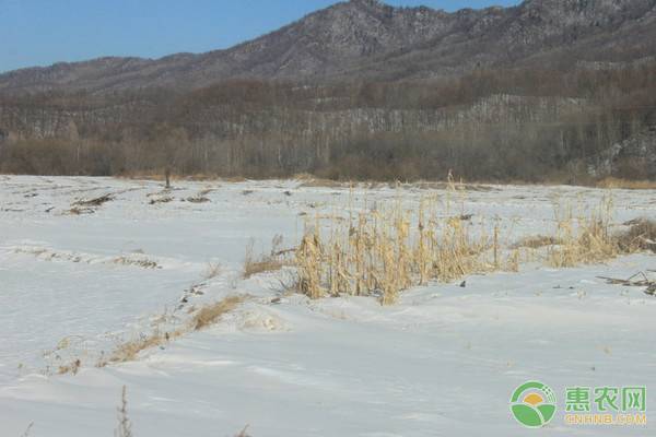 2019年大雪节气是哪一天？大雪节气的含义是什么？