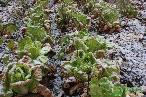 2019年大雪节气是哪一天？大雪节气的含义是什么？