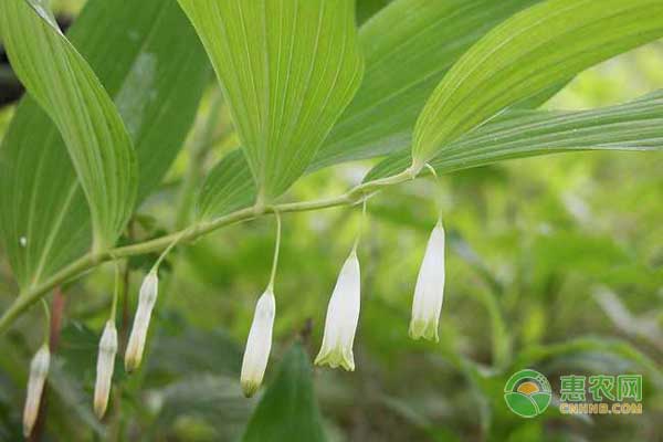 泰山野菜种类有多少？常见野菜分为几大类？