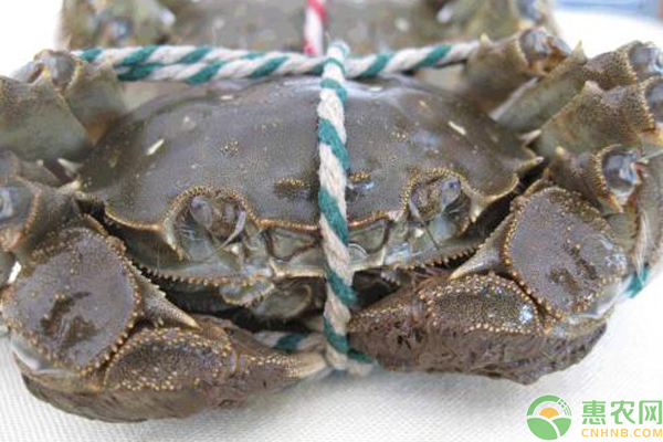 螃蟹眼睛不动了还能吃吗？怎么判定螃蟹的死活？