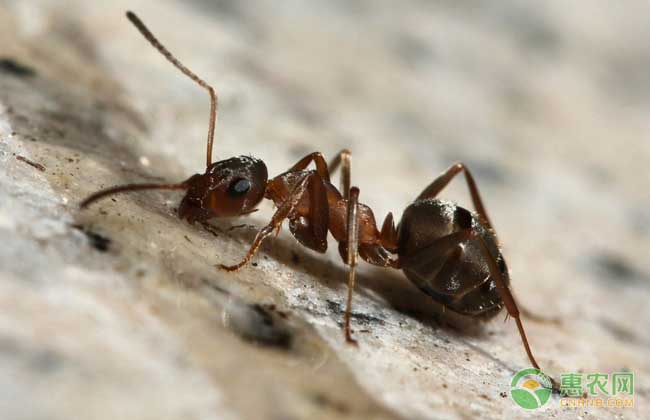 揭秘丨蚂蚁为啥“牙黑”？可能是它们“糖”吃多了吧
