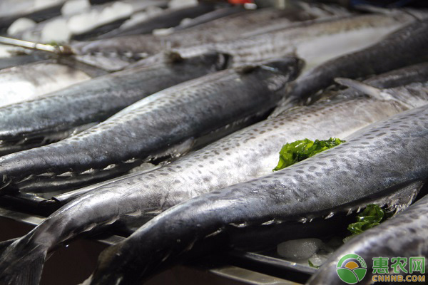 淡水鱼和海水鱼哪个营养更好？为何淡水鱼比海水鱼腥味要重？