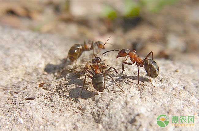 揭秘丨蚂蚁为啥“牙黑”？可能是它们“糖”吃多了吧