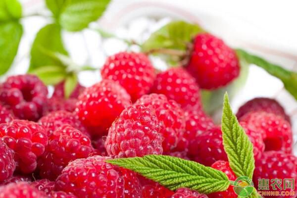 山莓和树莓有什么区别？有哪些功效作用？