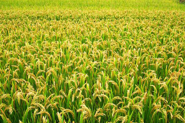 杂交水稻是什么时期杂交水稻是什么水稻是什么太空稻是什么水稻?