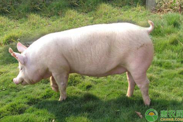 大白猪是什么品种？生长及繁殖性能怎么样？