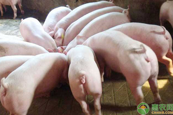 二元母猪配什么公猪好？二元母猪和三元母猪有什么区别？
