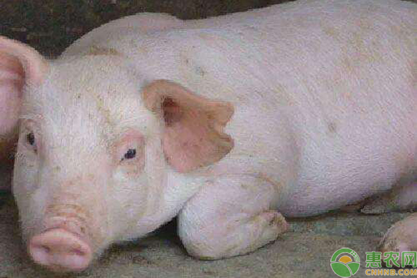 大白猪是什么品种？生长及繁殖性能怎么样？
