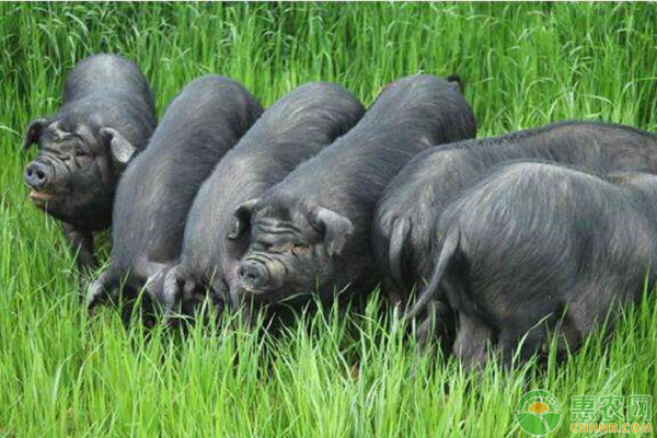 成华猪肉多少钱一斤？为何饲养成华猪的人越来越少？