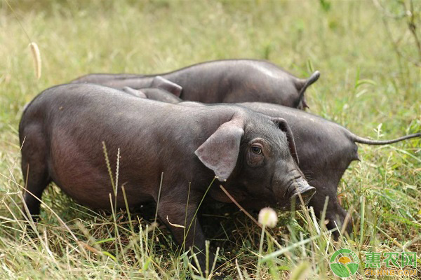 重庆黑猪多少钱一斤？黑猪的产地及品种还有哪些？