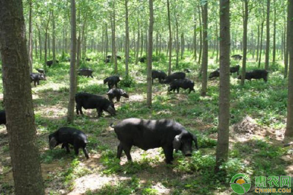 重庆黑猪多少钱一斤？黑猪的产地及品种还有哪些？