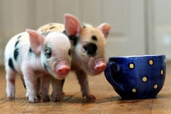 茶杯猪一只卖多少钱?茶杯猪真的长不大吗?