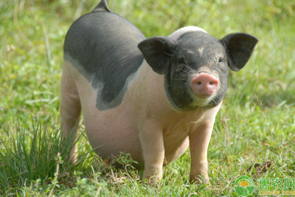 陆川猪种猪价格多少钱一头？几个月可以配种？