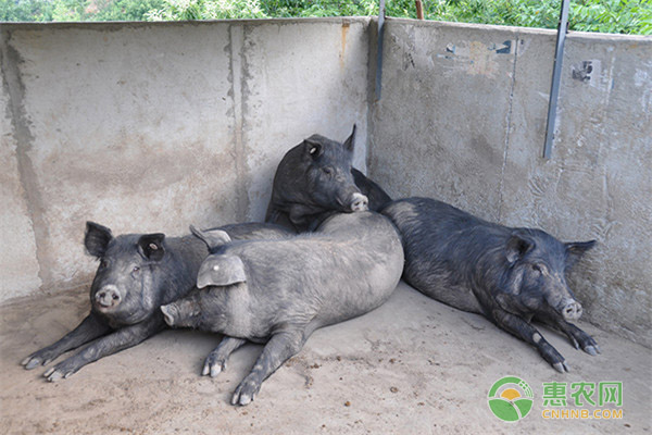 关中黑猪是什么品种？关中黑猪的利用前景有哪些？