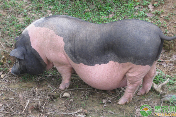 陆川猪种猪价格多少钱一头？几个月可以配种？