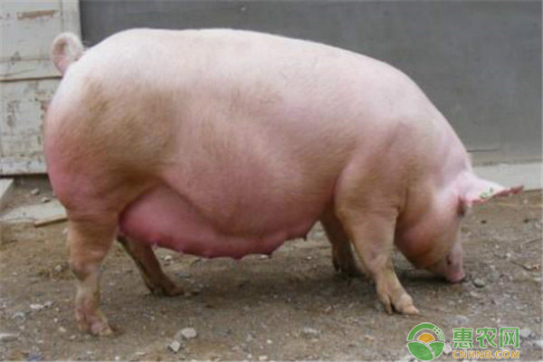土杂猪和三元猪的区别，看完明明白白！