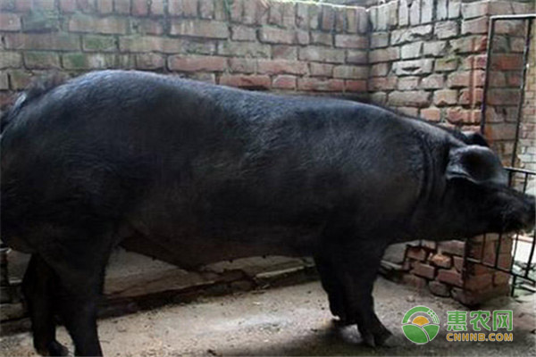 关中黑猪是什么品种？关中黑猪的利用前景有哪些？