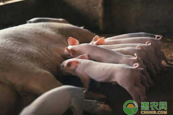 今日猪苗价格多少钱一只？新购买的仔猪如何进行防疫？