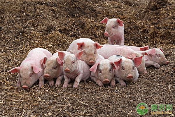 今日猪苗价格多少钱一只？新购买的仔猪如何进行防疫？