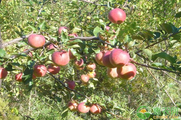 冰糖心苹果产地有哪些？冰糖心苹果的功效与作用