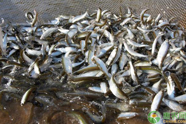 长江白条鱼的营养价值和功效，挑选白条鱼的六大窍门
