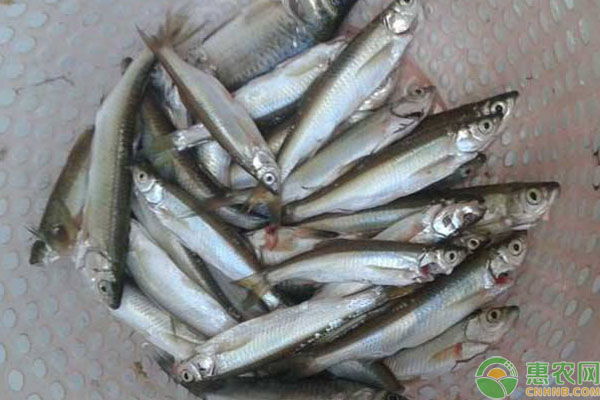 长江白条鱼的营养价值和功效，挑选白条鱼的六大窍门