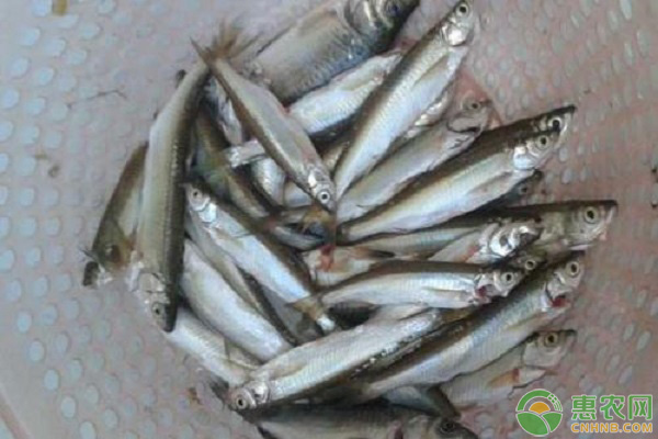 2020年白条鱼价格多少钱一斤？白条鱼能长多大？